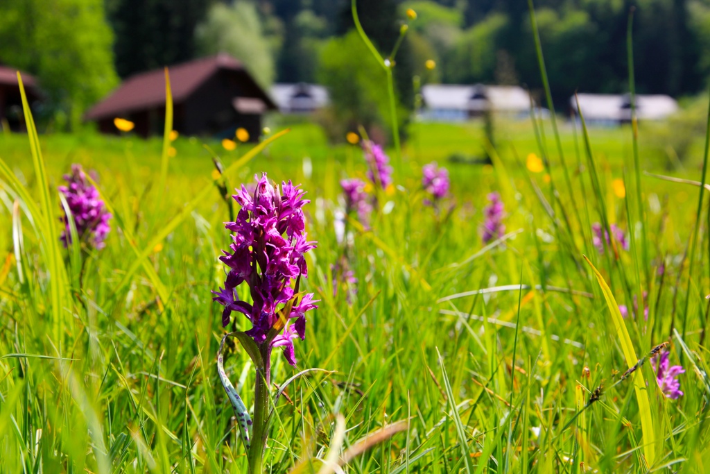 Počasí ve Velkých Karlovicích